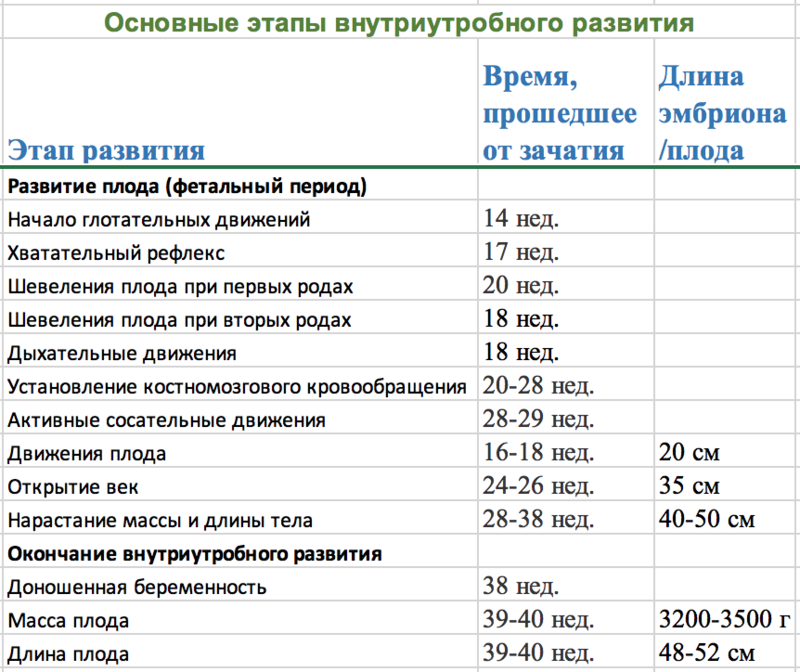 Схема внутриутробного развития плода