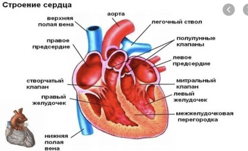 Сердце фото человека с описанием